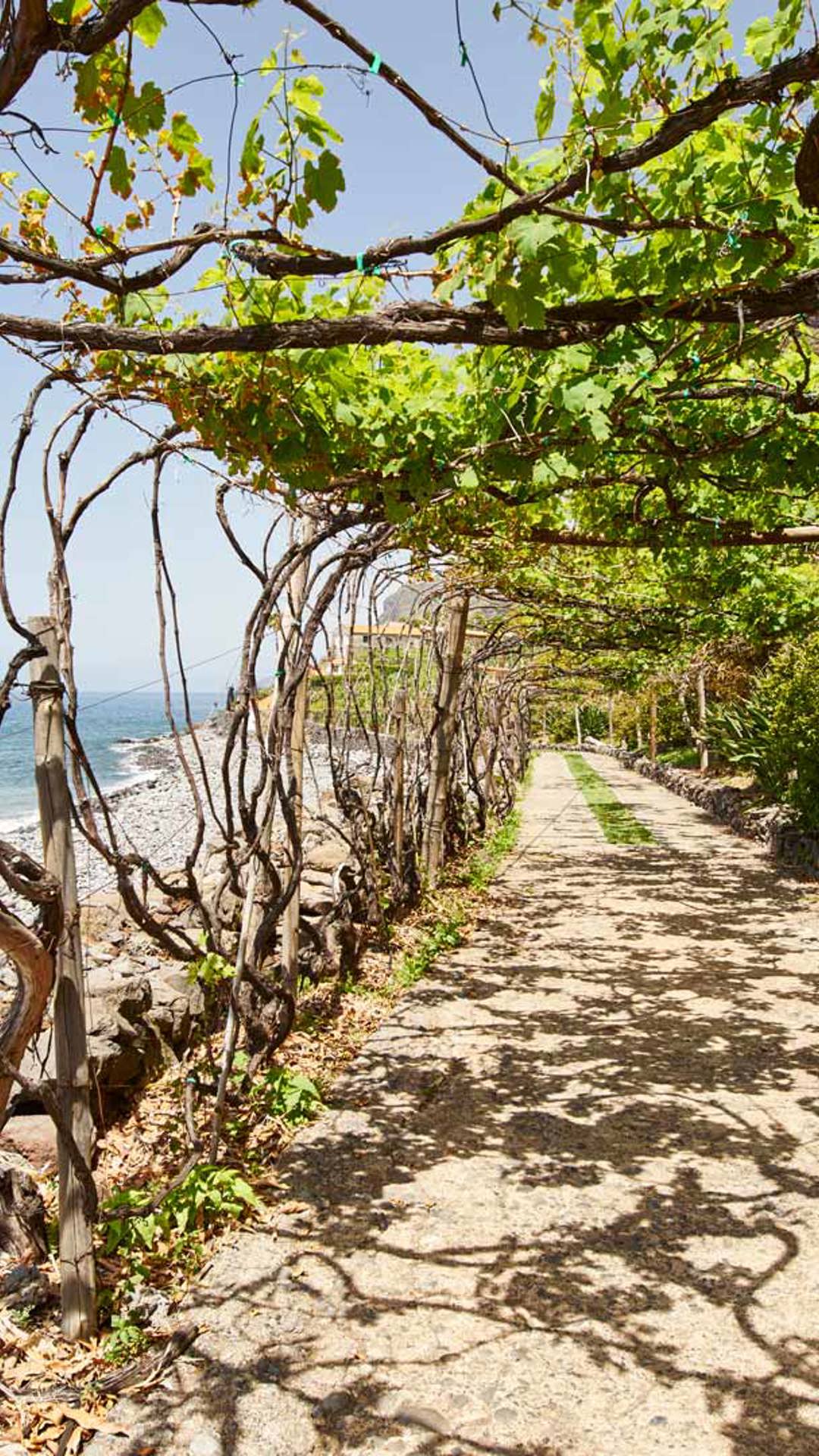 Weinberge mit Blick auf den Ozean auf der Insel Madeira.