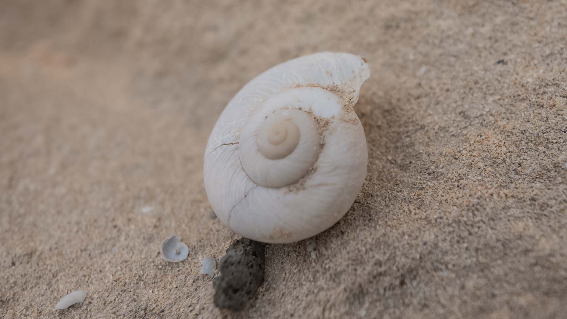 Muschel auf dem Sand.
