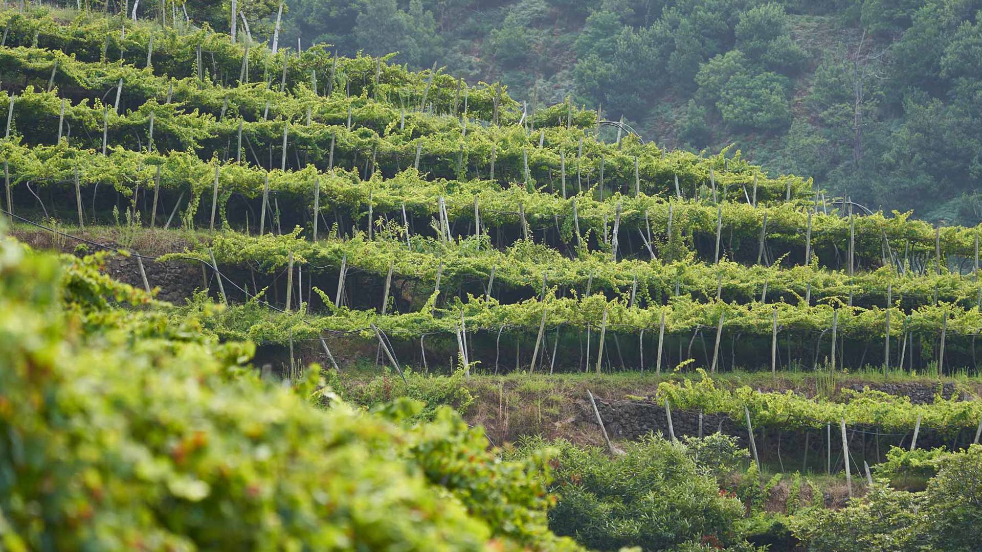 Weinberge an der Küste der Insel Madeira, umgeben von Natur.
