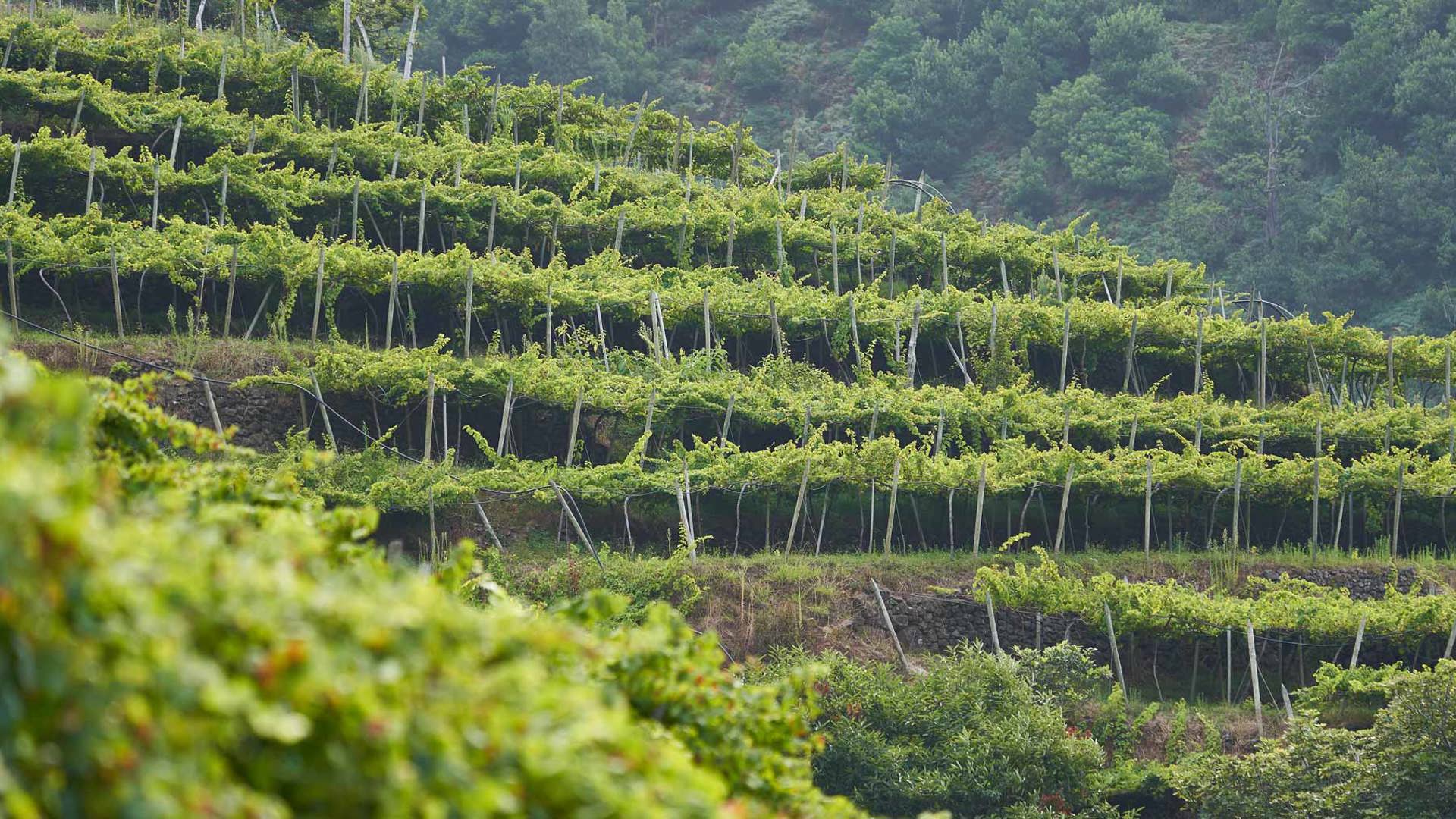 Ruta del Vino de Madeira 22