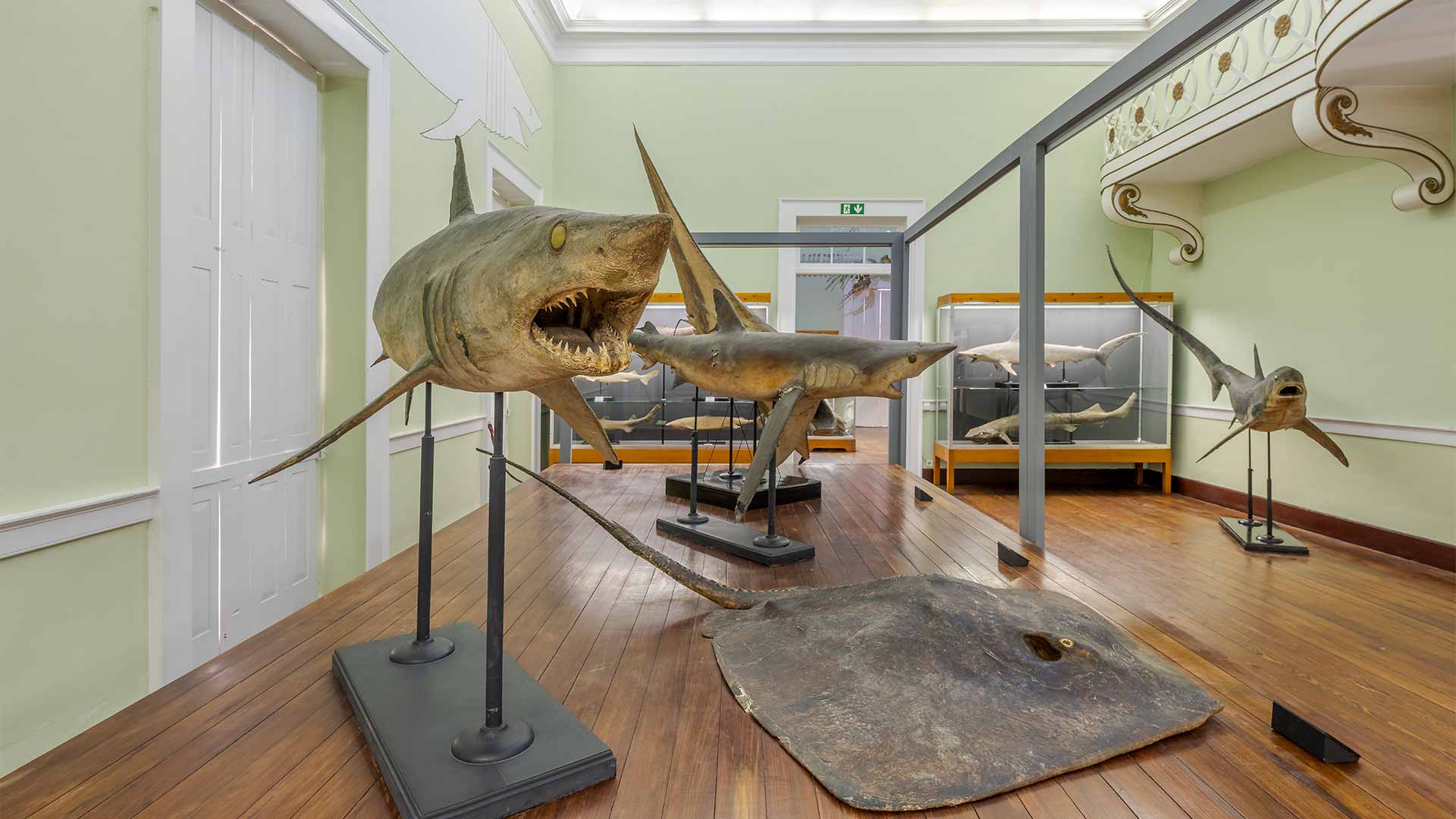 Museo de Historia Natural de Funchal 6