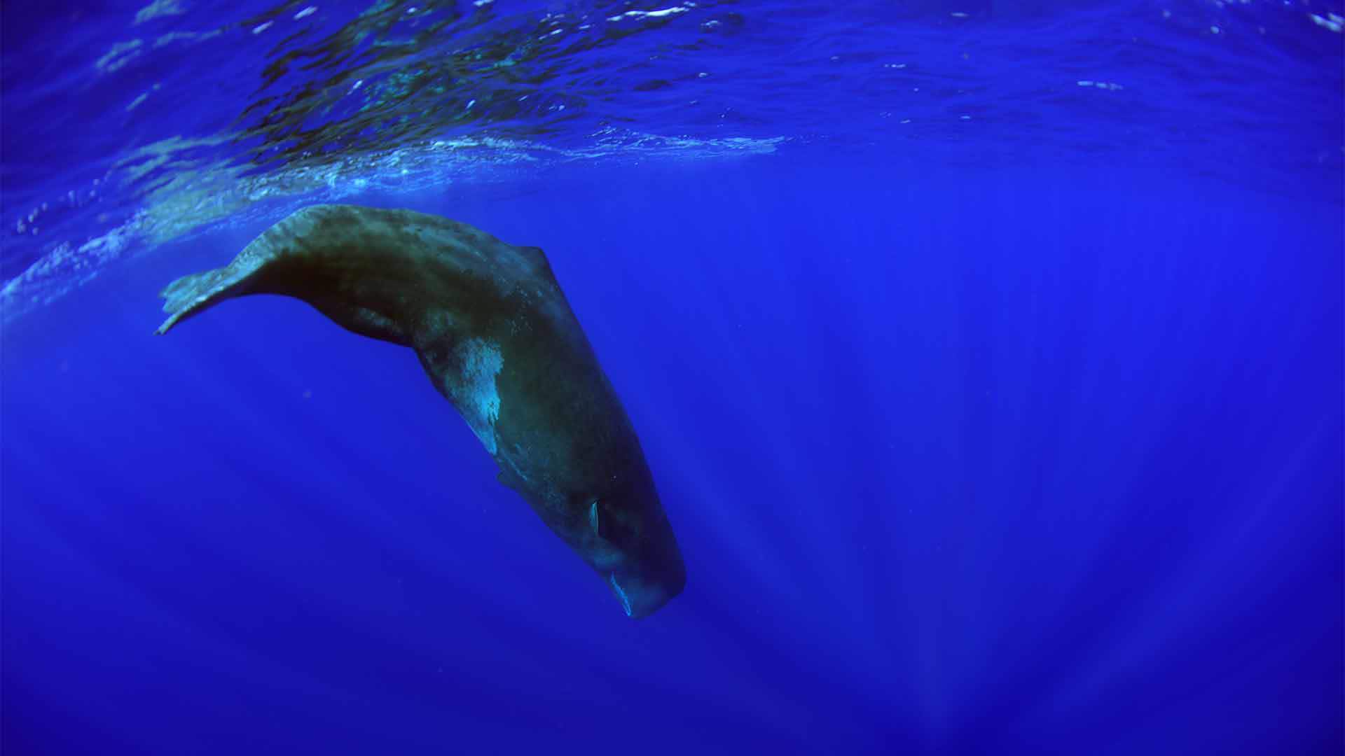 avistamiento de ballenas y delfines madeira 5