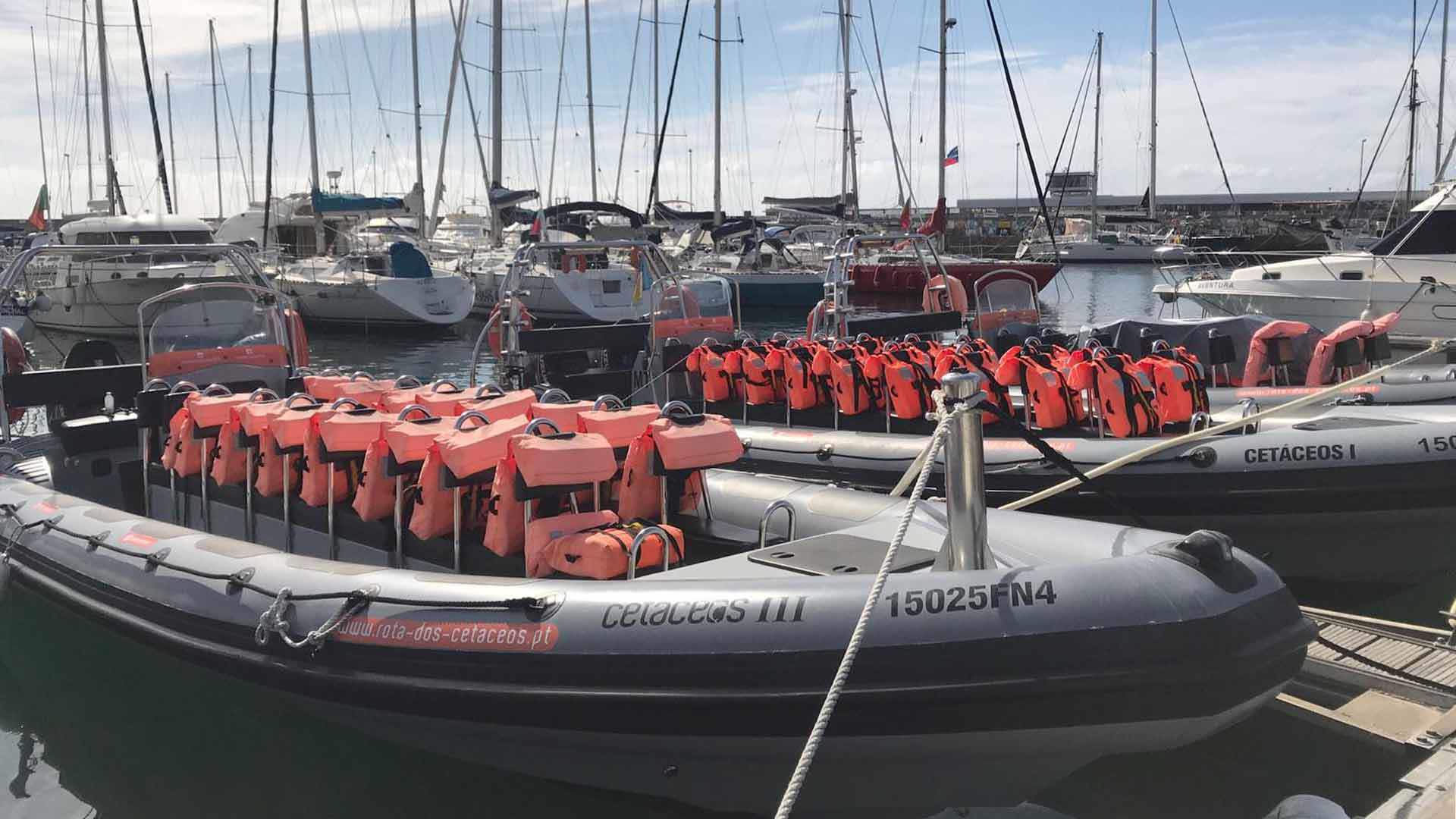 rota dos cetáceos madeira 1