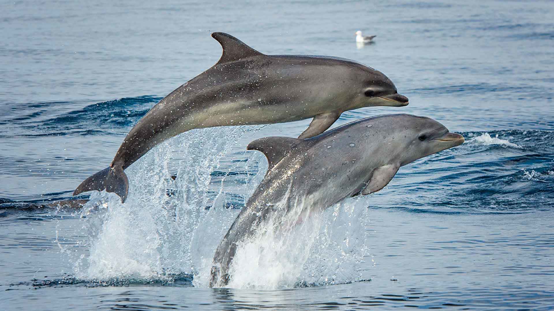 Observación de ballenas y delfines en Calheta 4