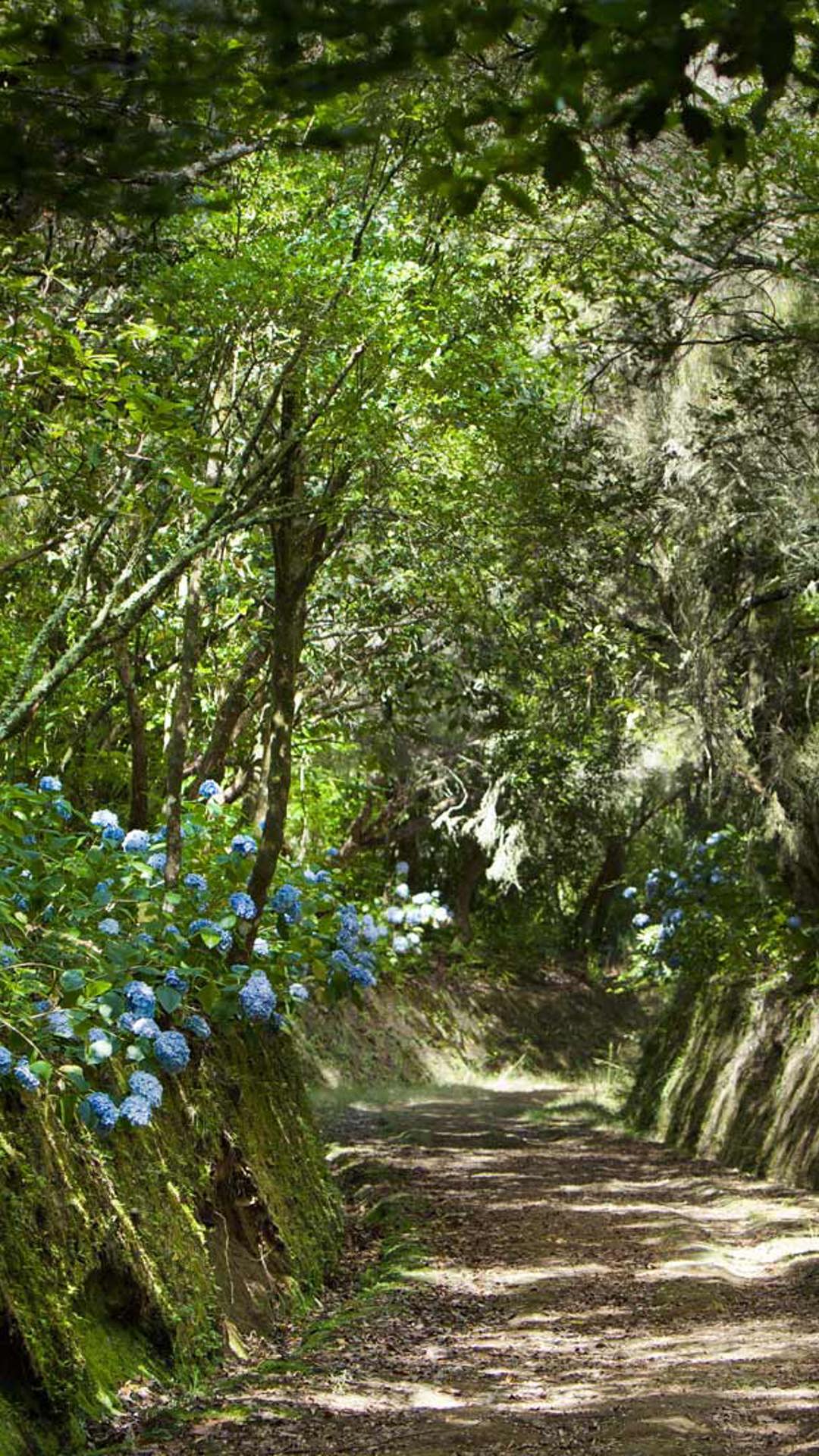 Sendero en medio de la naturaleza en Madeira.