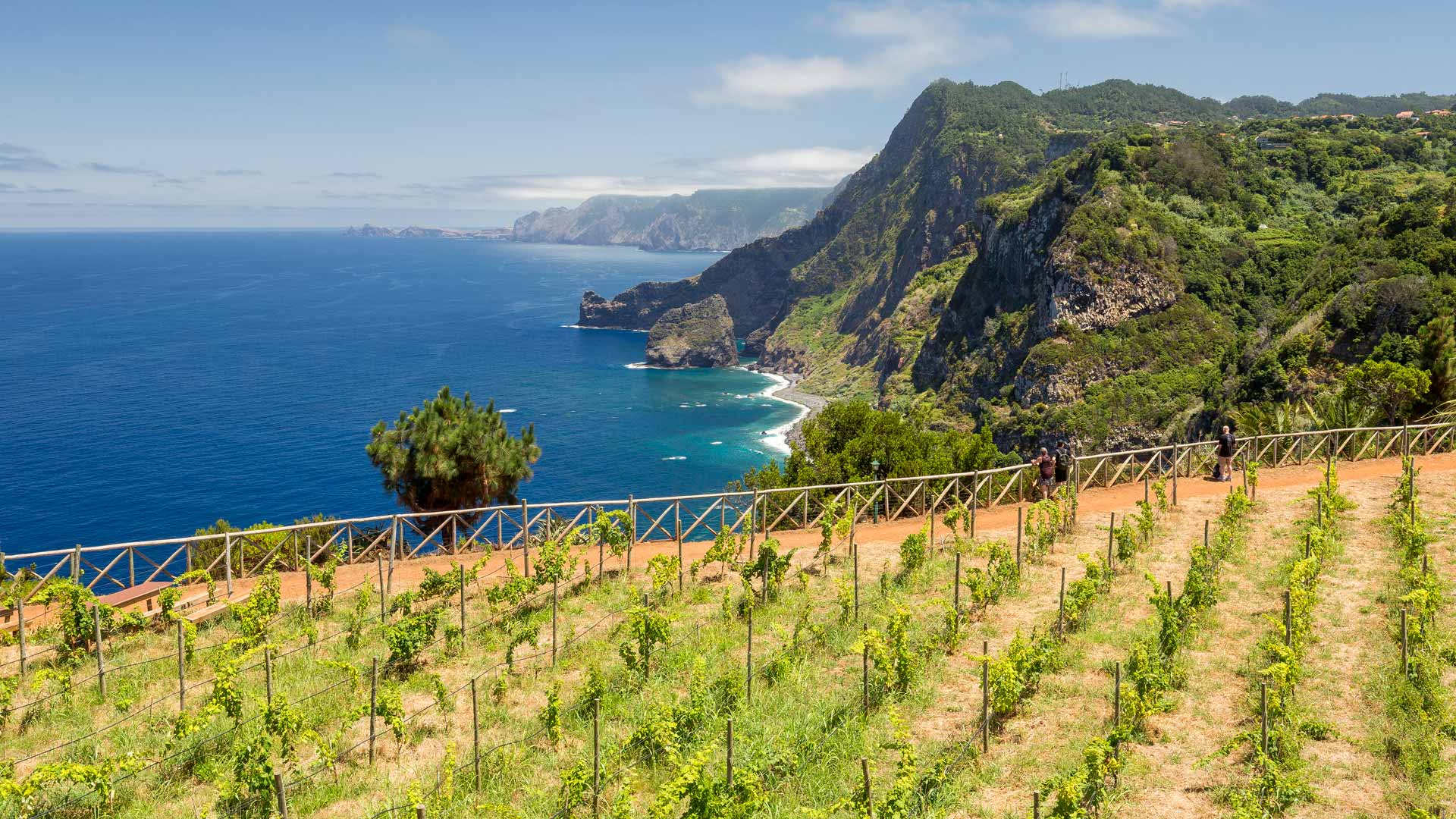Belvédère avec clôture en bois, vigne au premier plan et mer en arrière-plan.