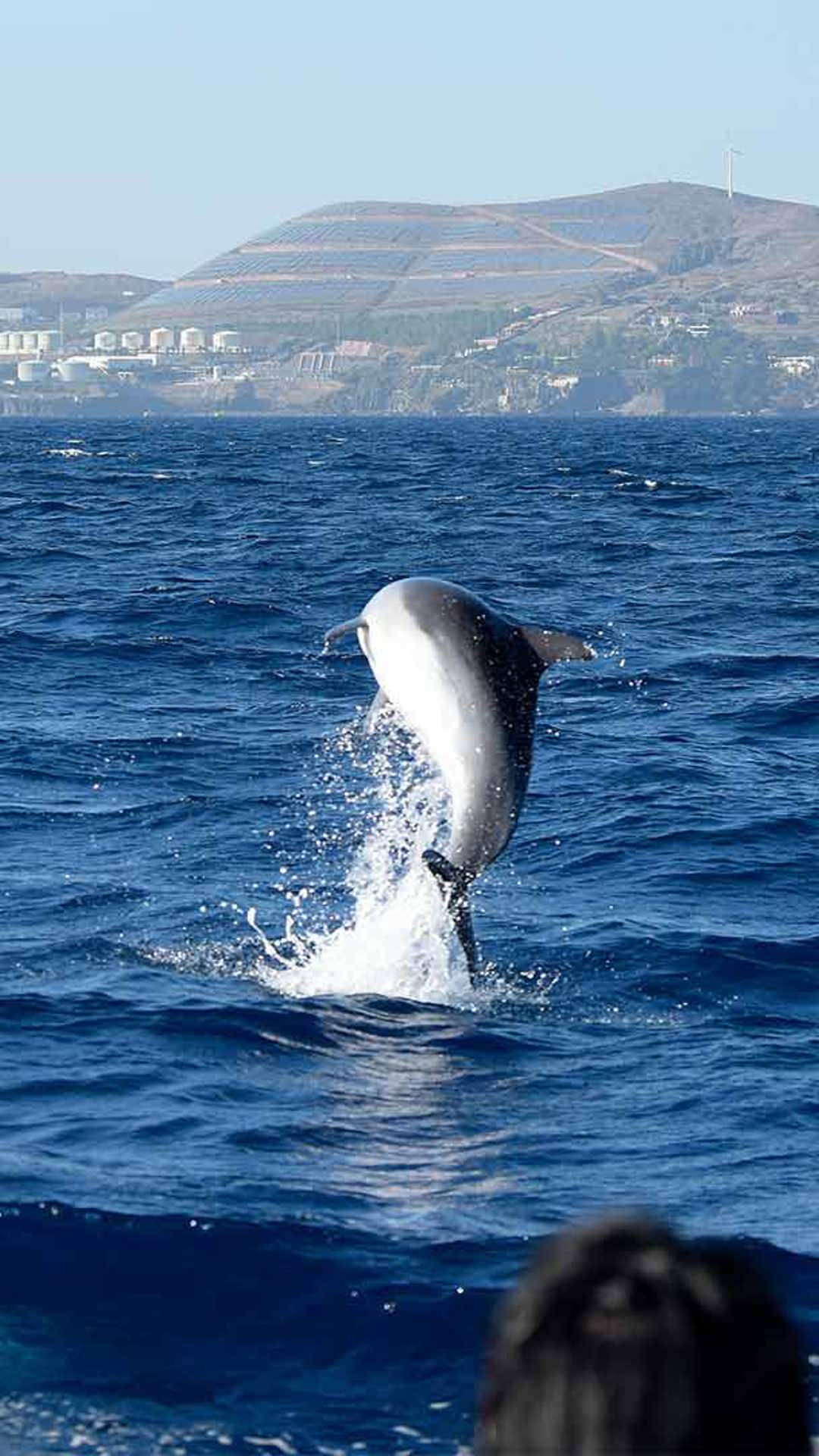 avistamiento de ballenas y delfines madeira 2