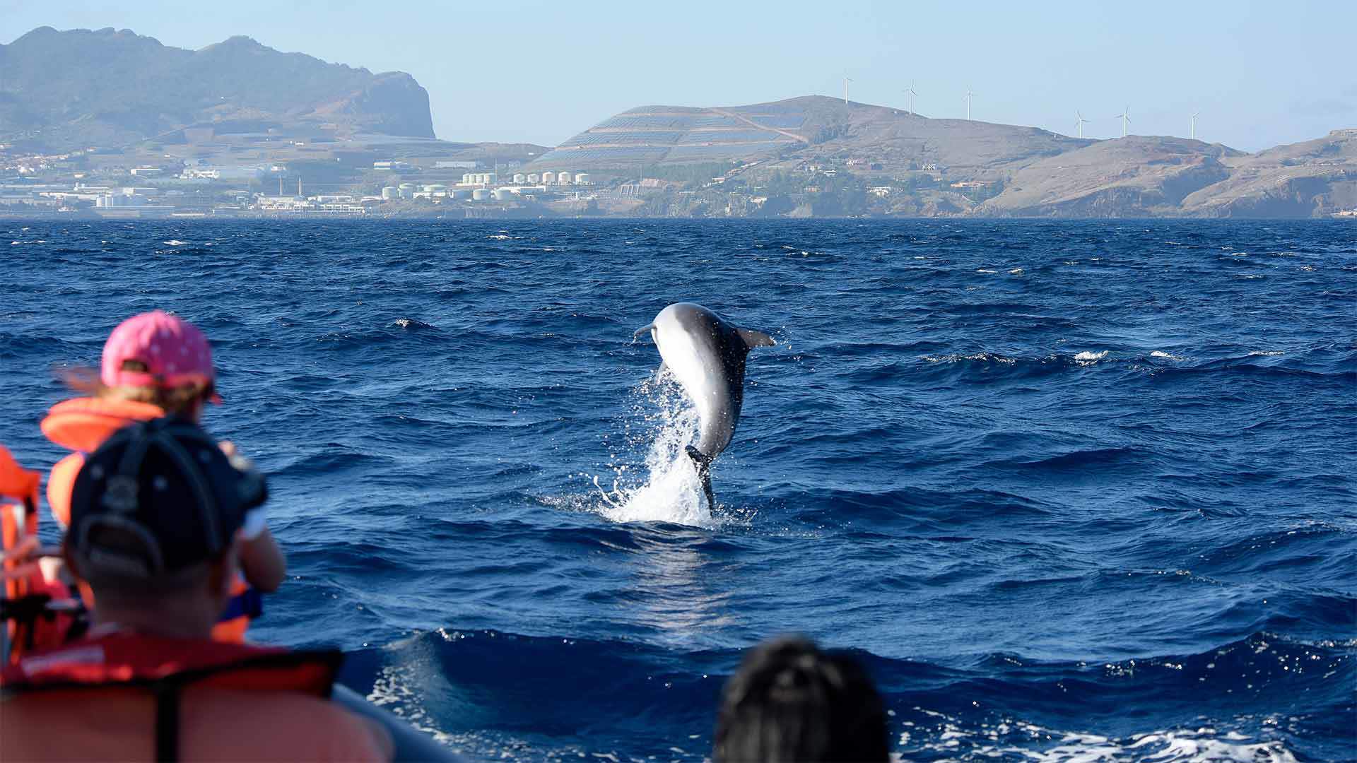 avistamiento de ballenas y delfines madeira 2
