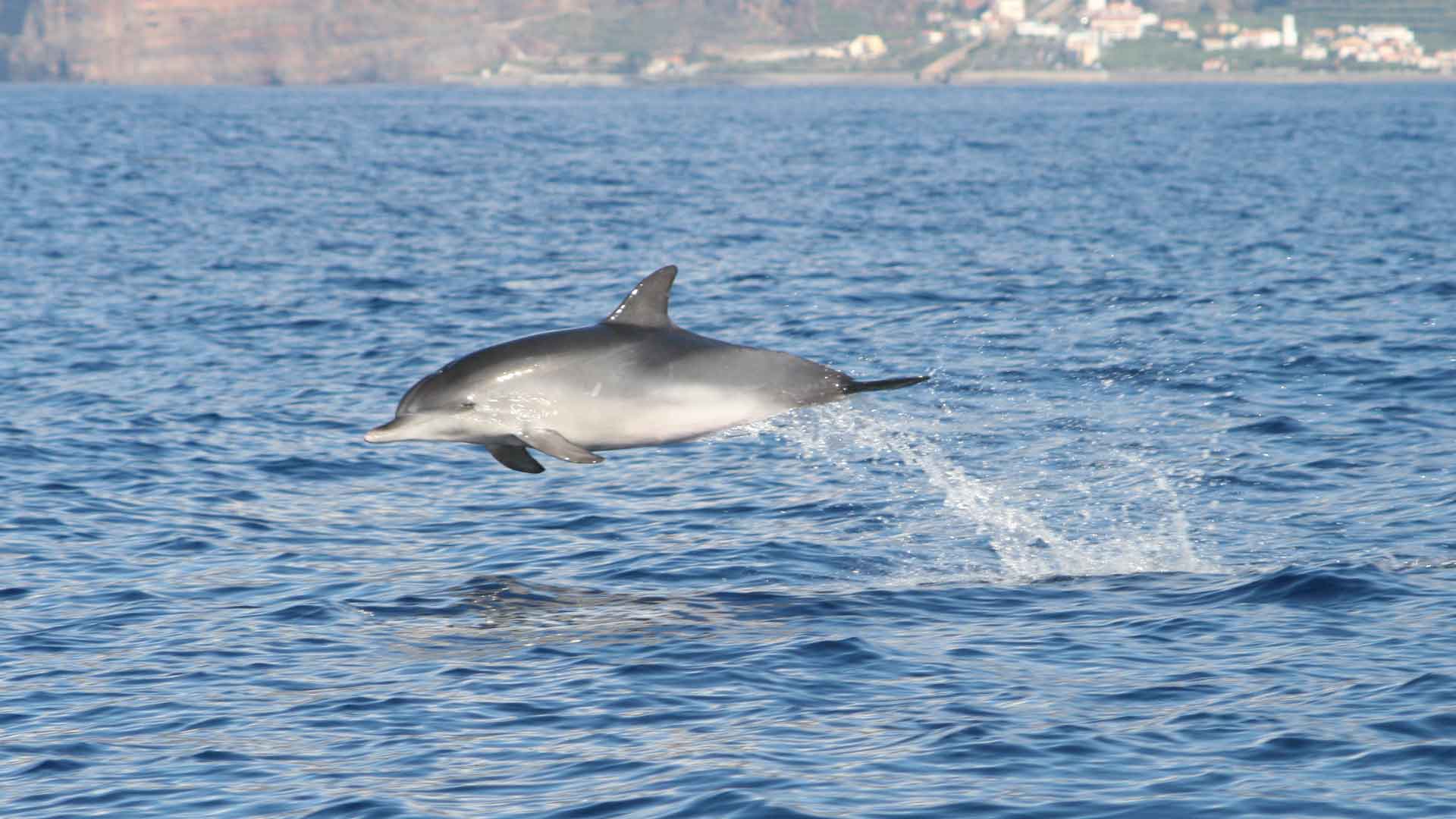 Observation des baleines et des dauphins à Funchal 1