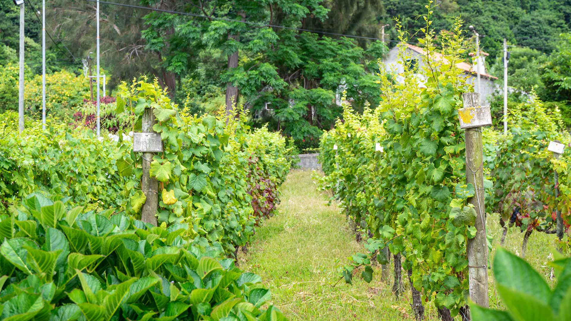 Museu da Vinha e do Vinho 5