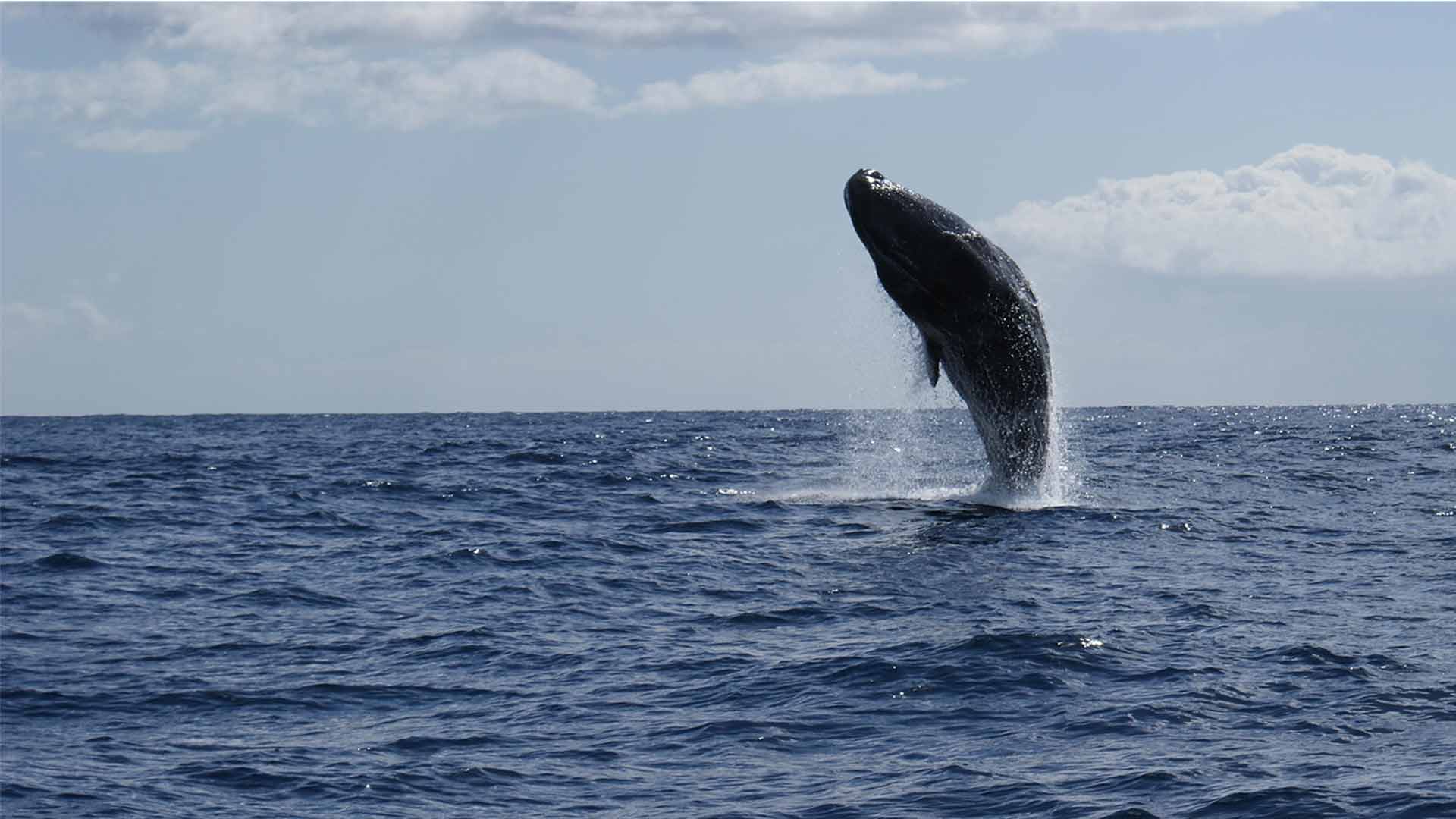 avistamiento de ballenas y delfines madeira 10