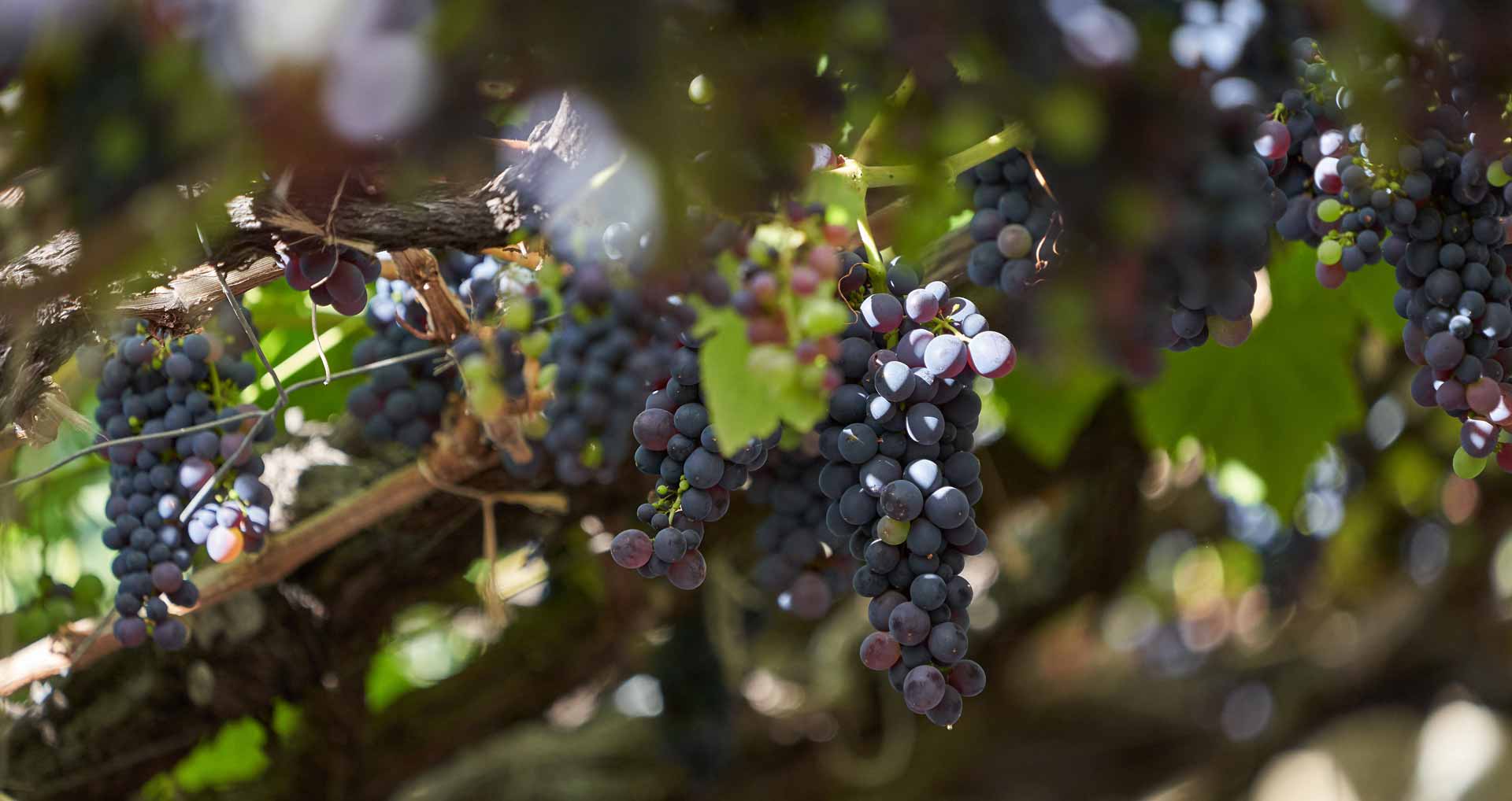 Route des vins de Madère 18