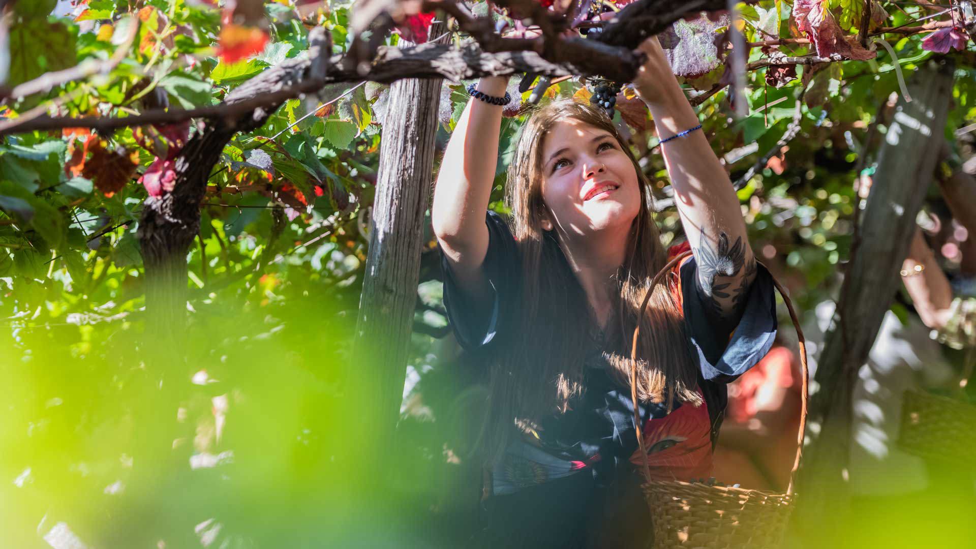 Woman taking part in the grape harvest.