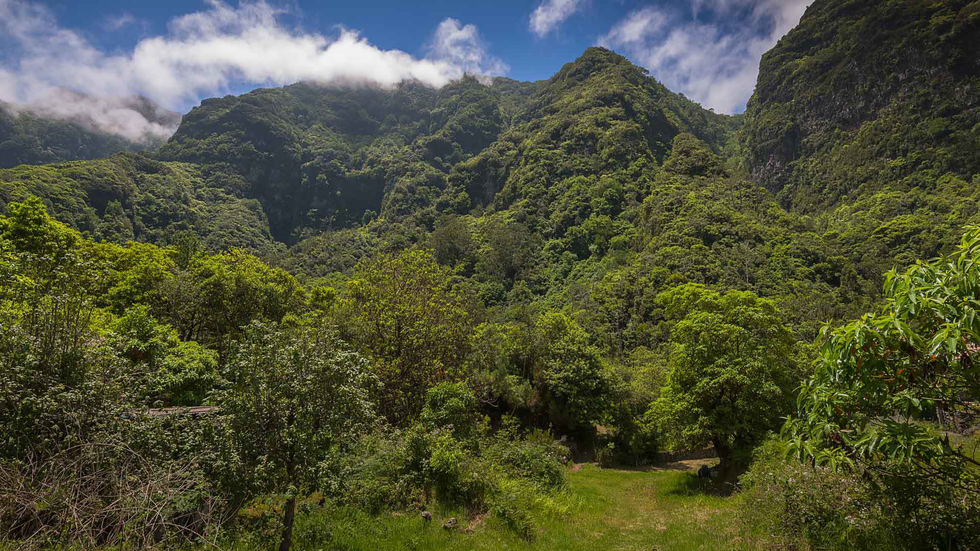 Montanha coberta por densa vegetação verde.