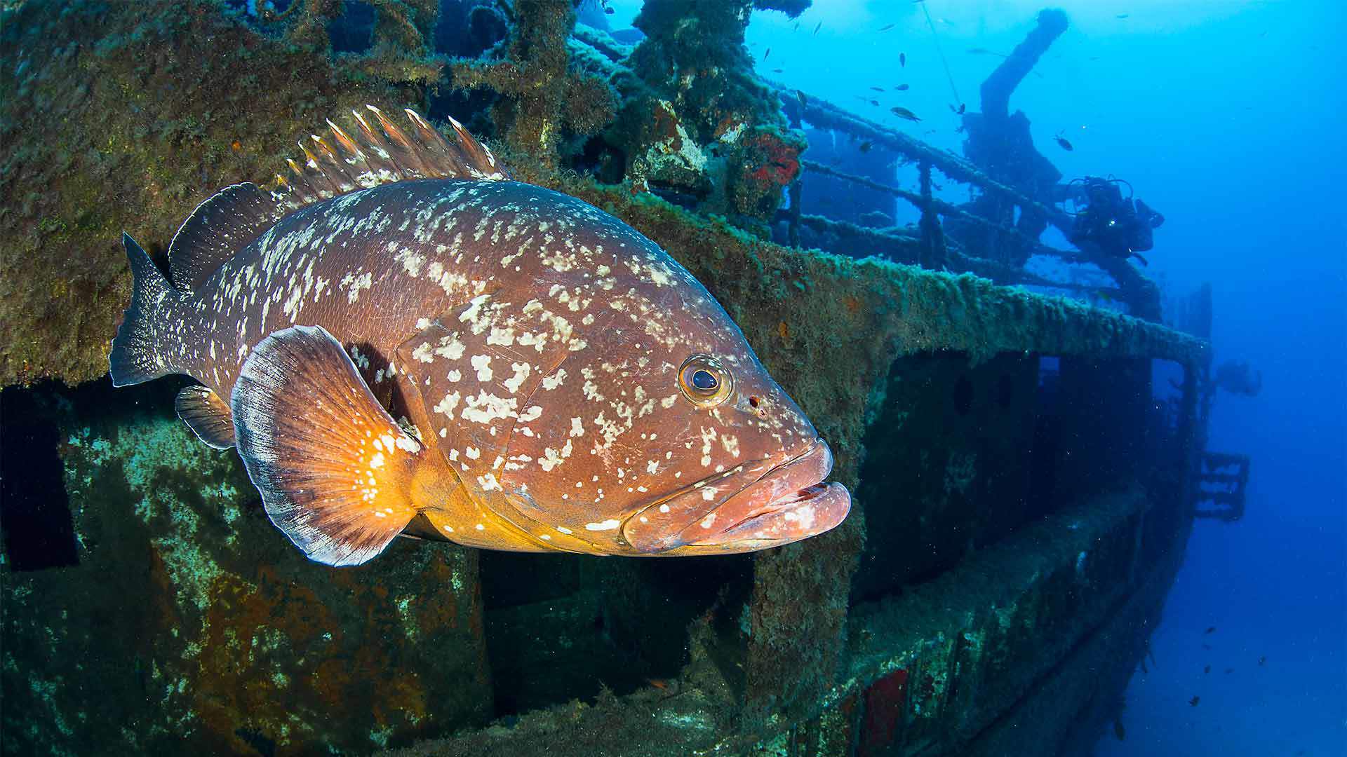 mergulho madeira 8