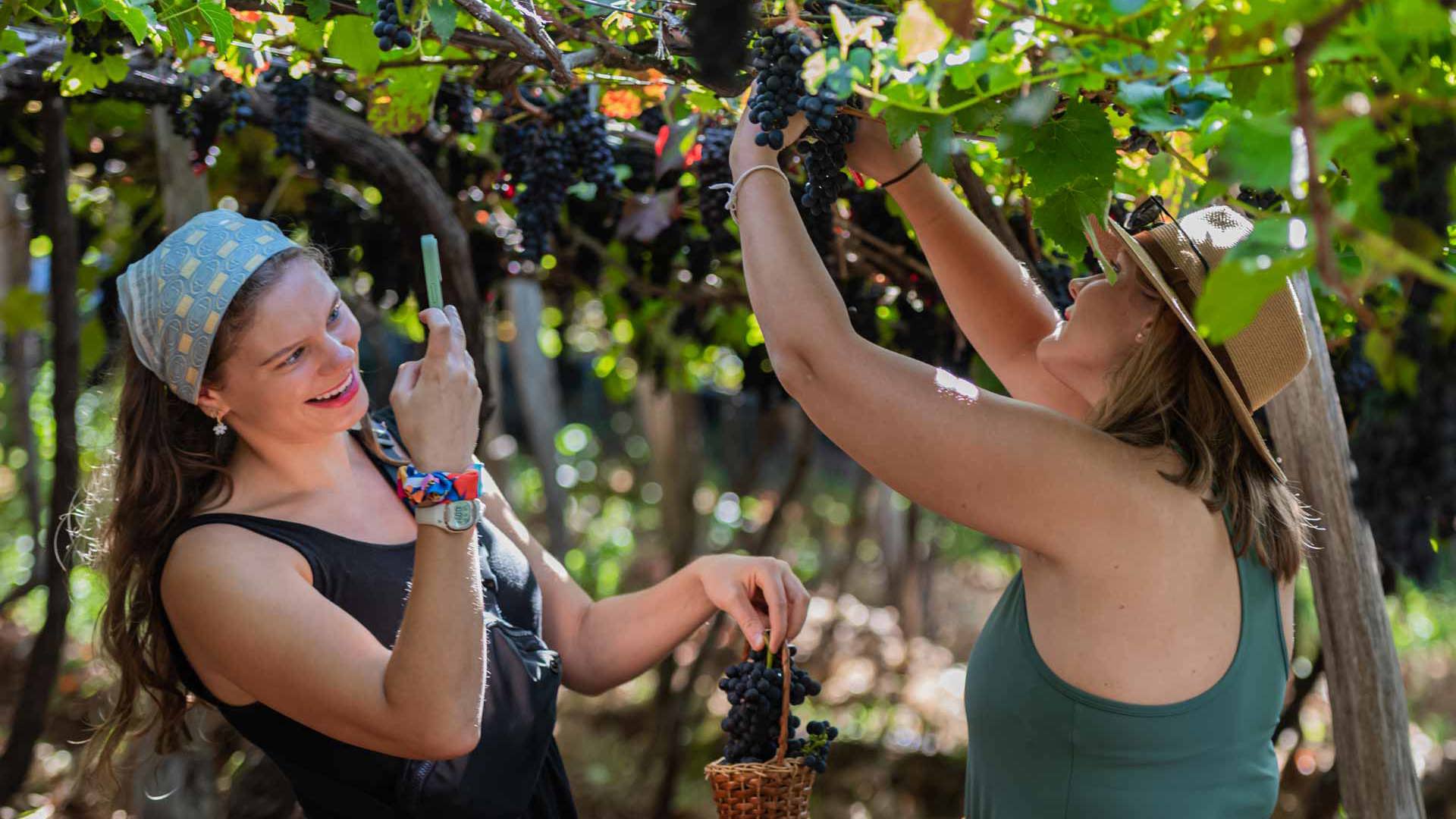 festival du vin de madère 18