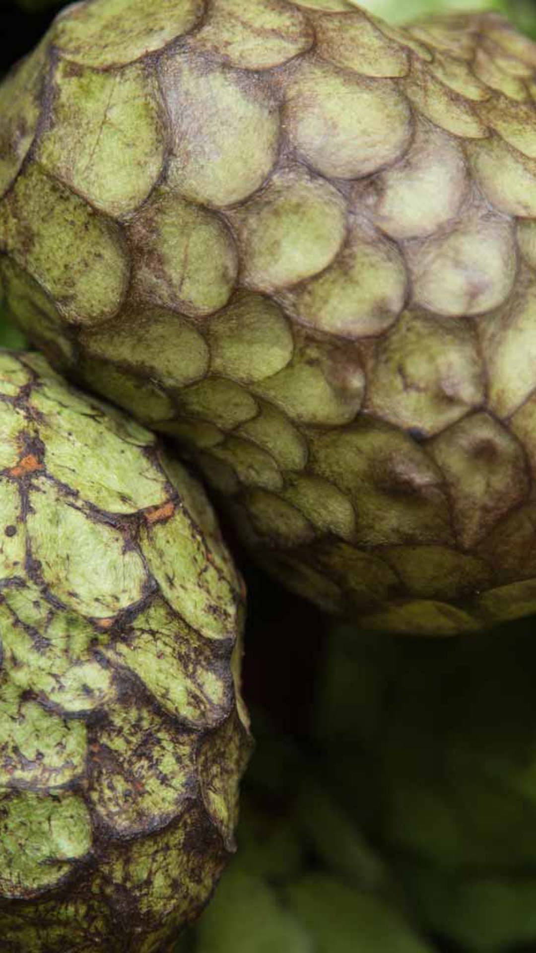 Gastronomie traditionnelle Madère 5