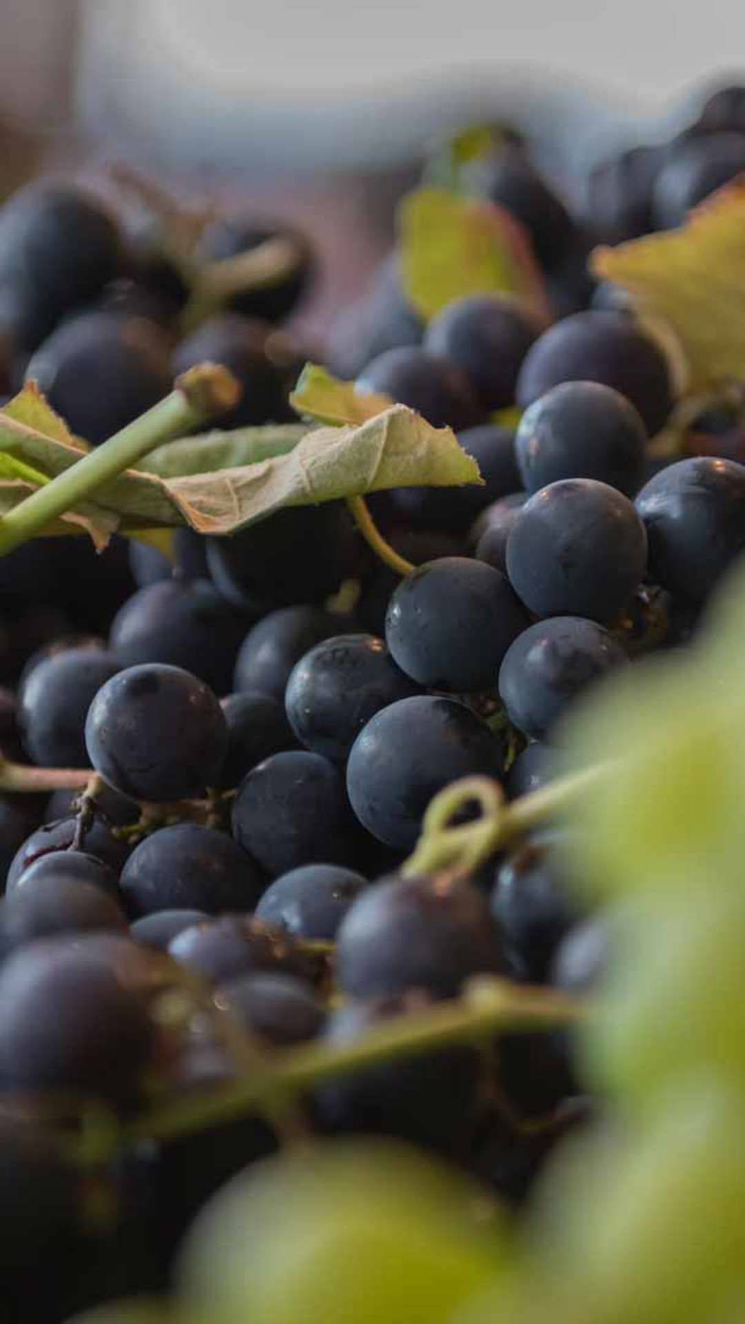 la fiesta del vino de madeira 5