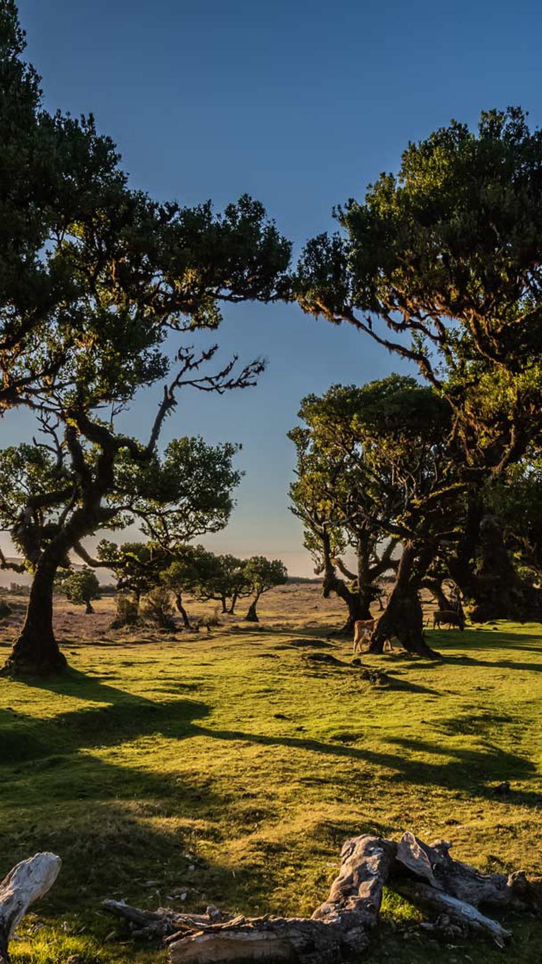 Rasen und Bäume vom Sonnenuntergang beleuchtet.