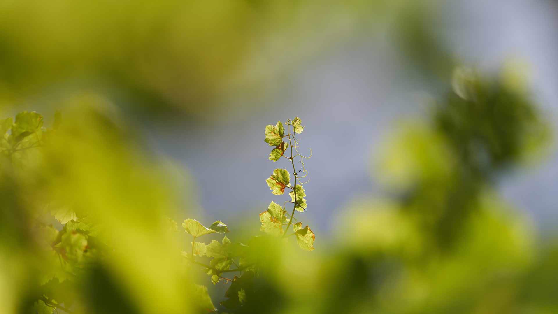 Detail der üppigen Natur auf der Insel Madeira.