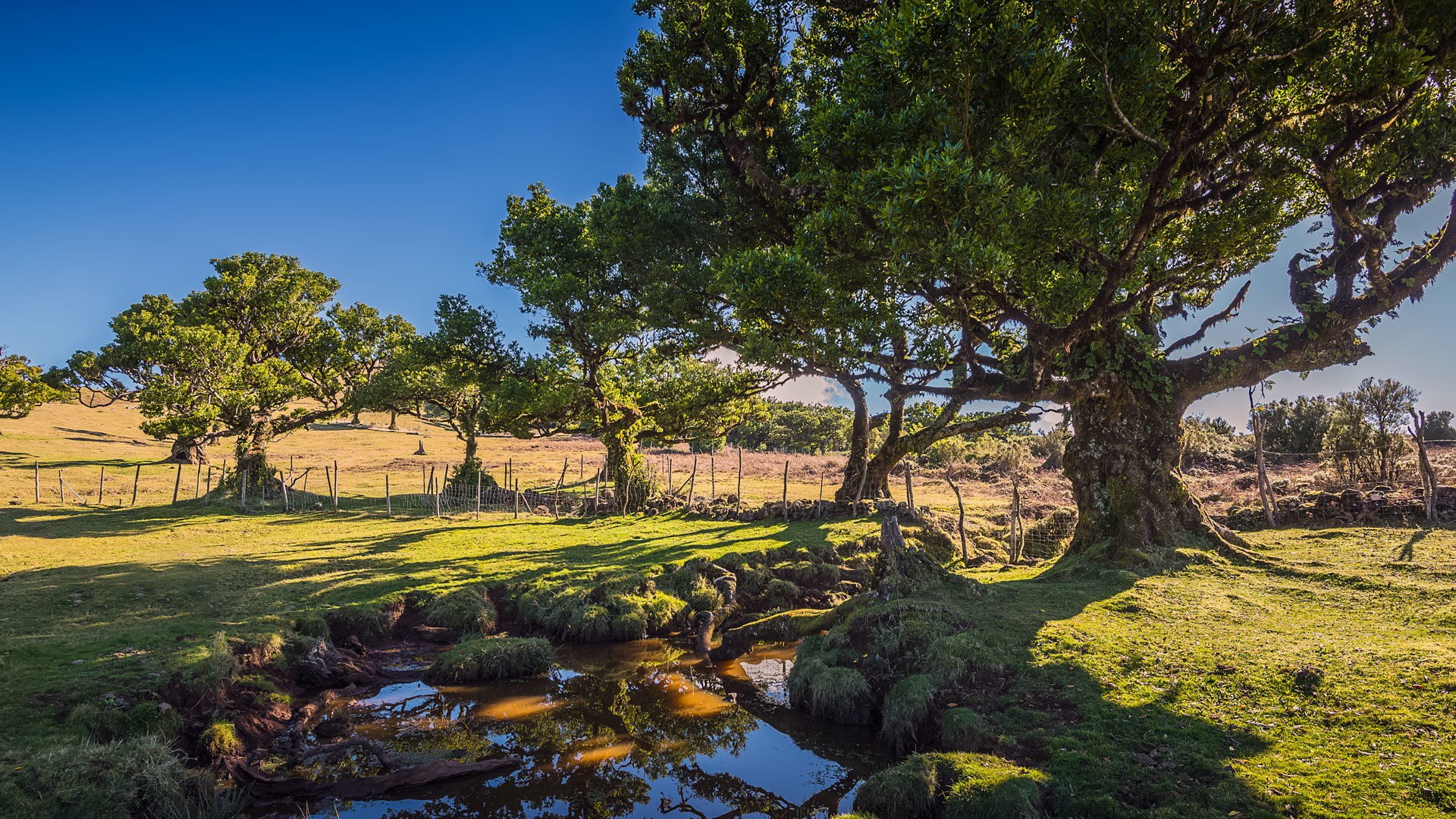 Vedação de madeira junto a lago rodeado de árvores na natureza da Madeira.