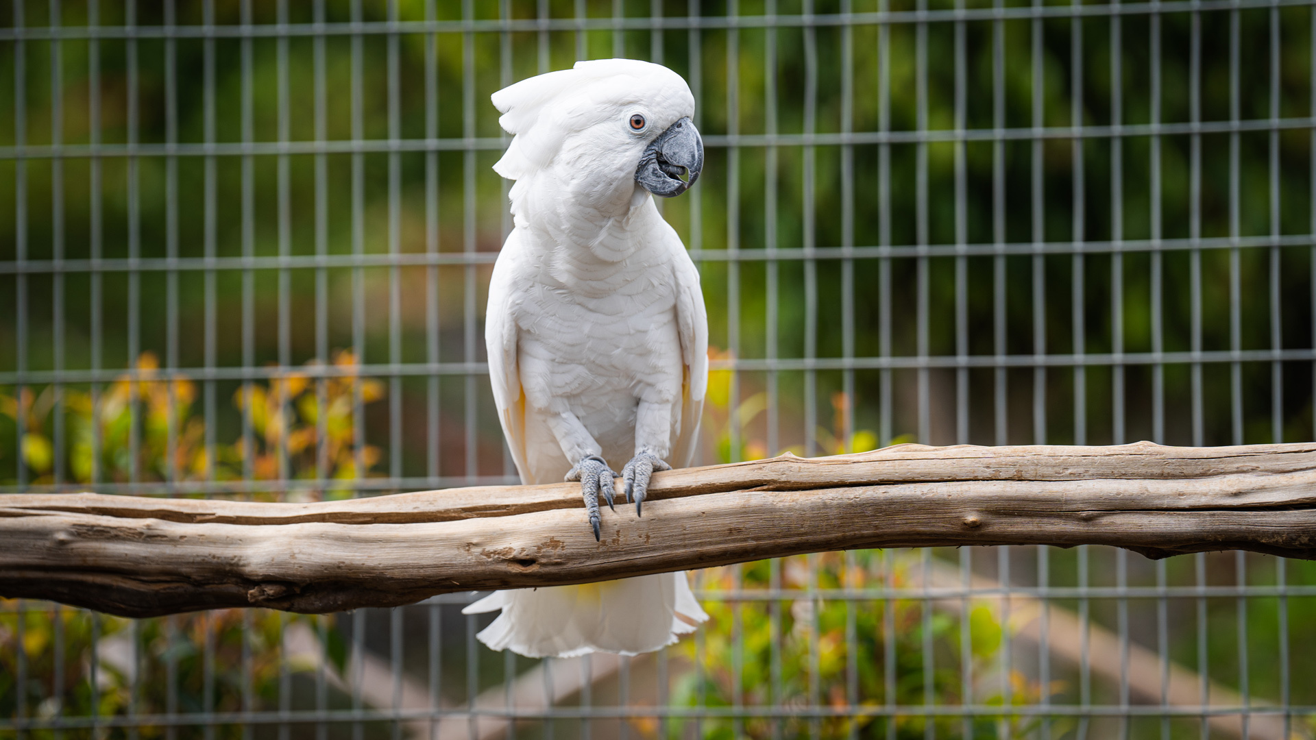 isla de aves 2