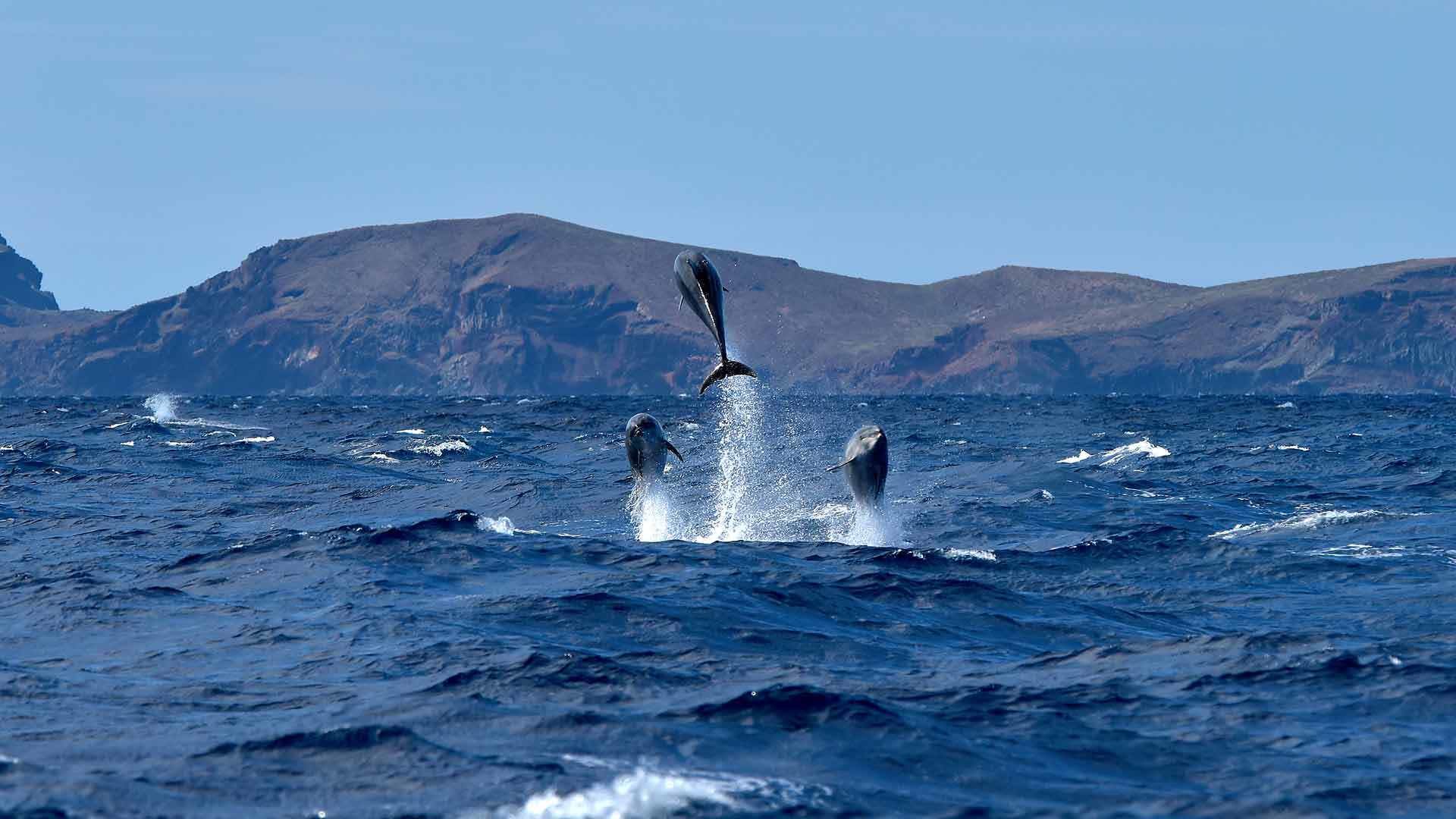 observação de cetáceos na madeira 6