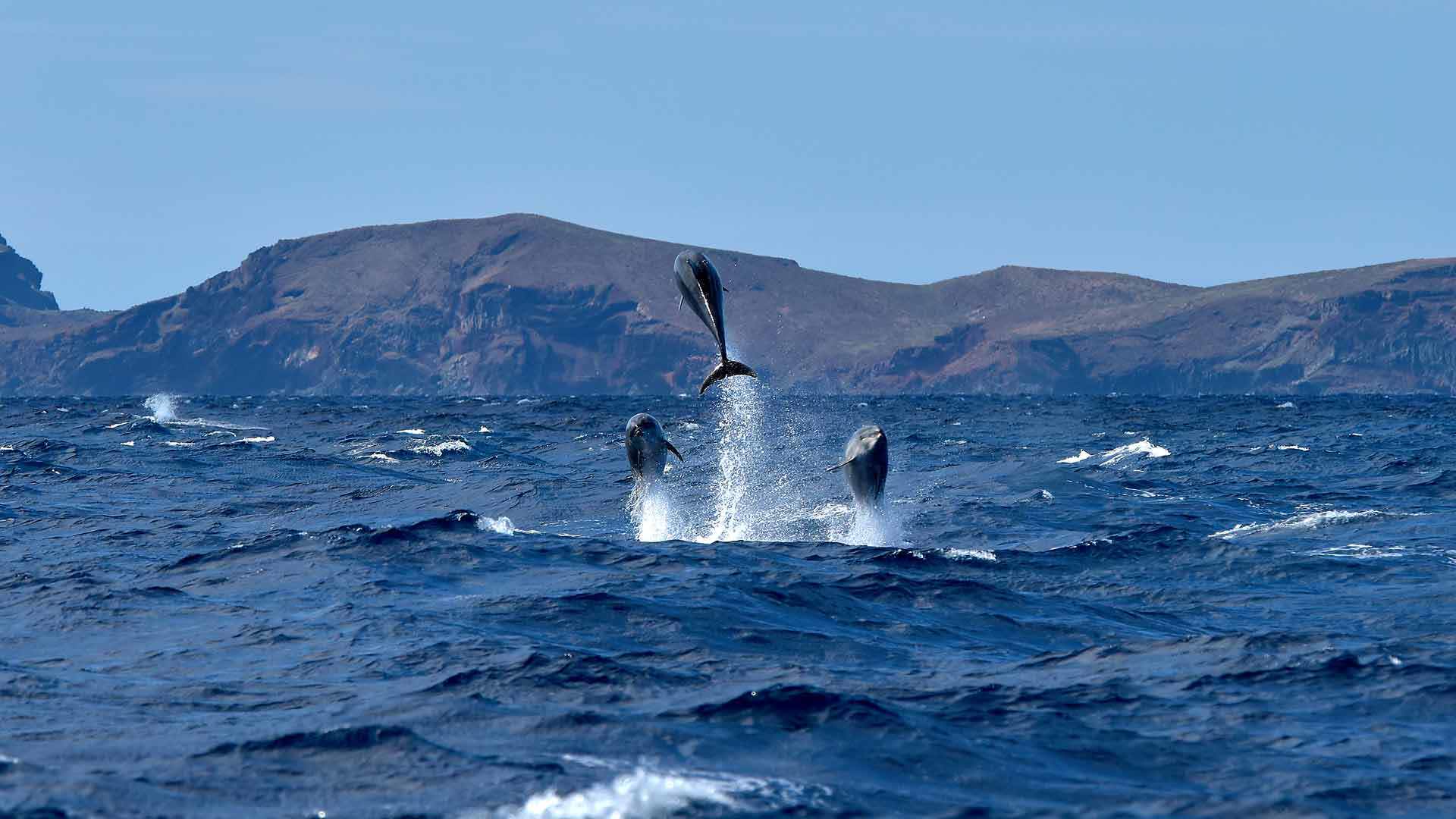 avistamiento de ballenas y delfines madeira 6