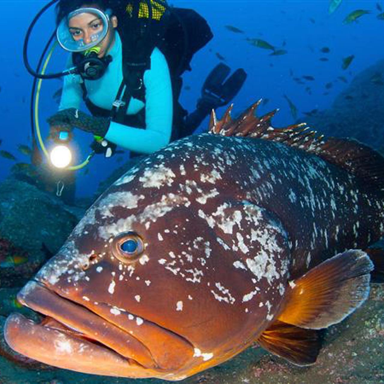 Man diving underwater, surrounded by fish.