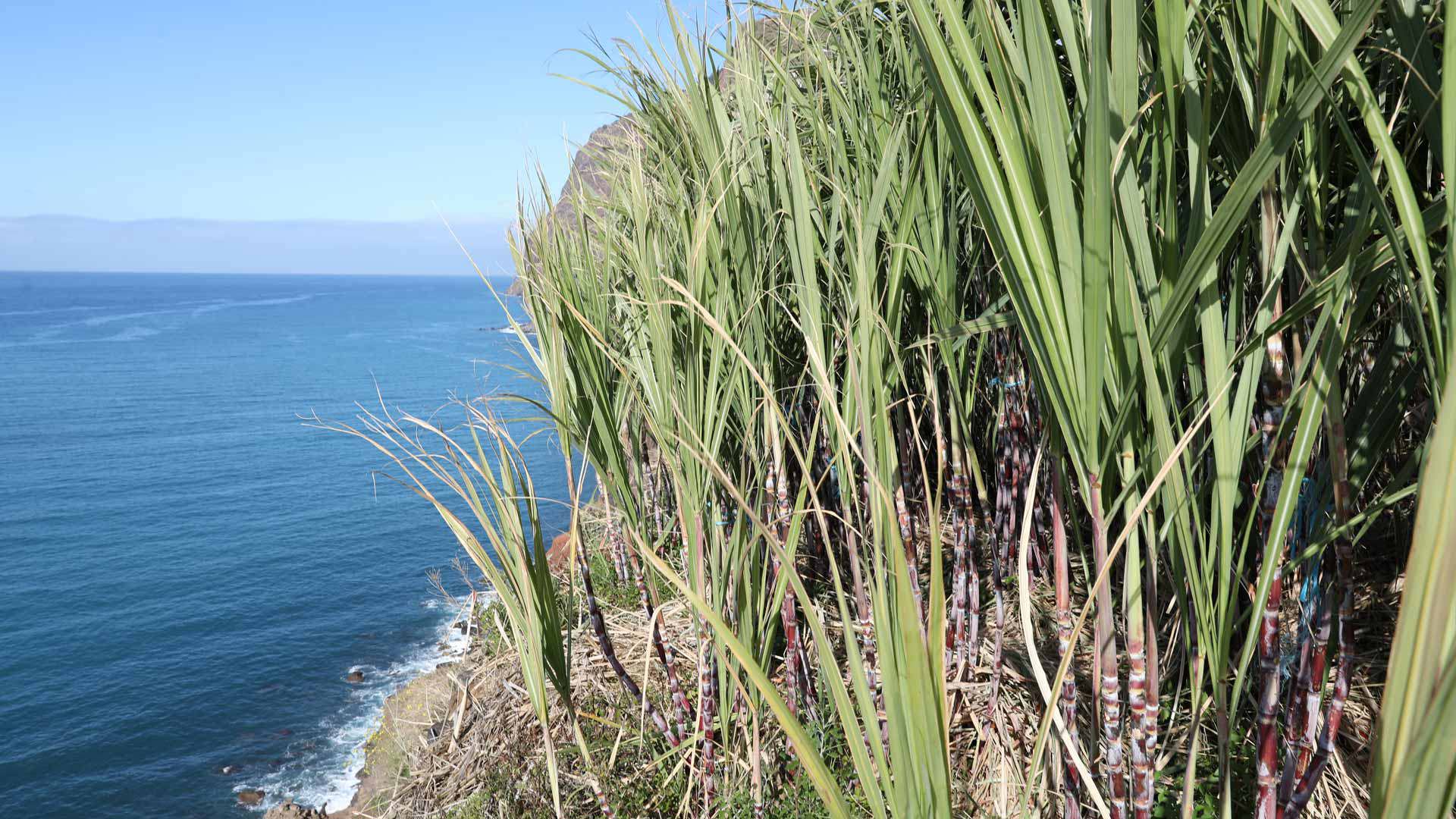 Madeira coastline with sugarcane fields overlooking the sea.