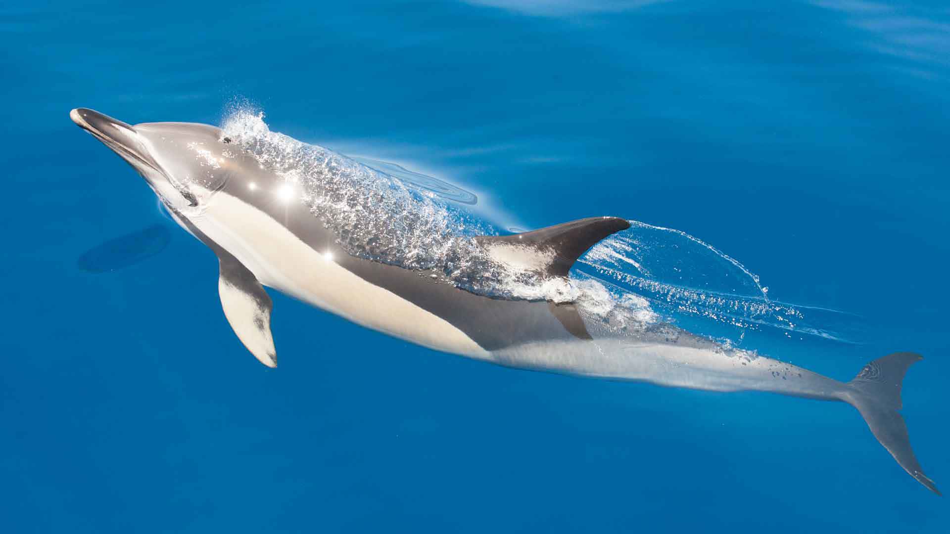 Observation des baleines et des dauphins à Calheta 3