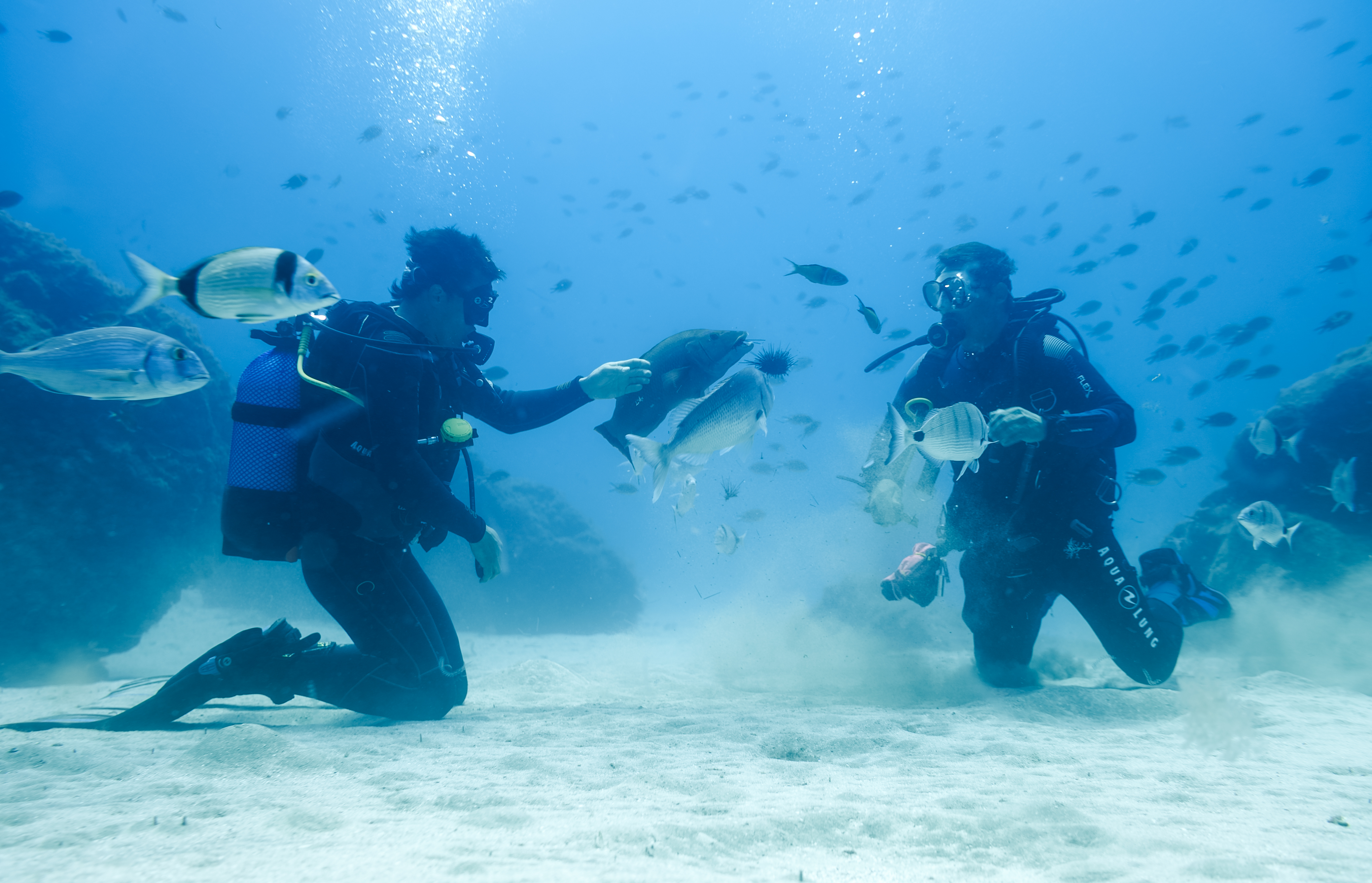 tauchen auf in Porto Santo 10