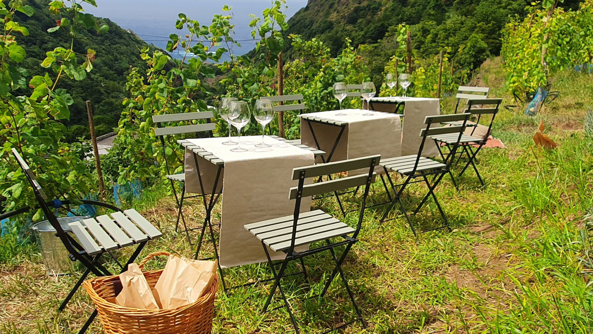 vinhas terra bona madeira 1