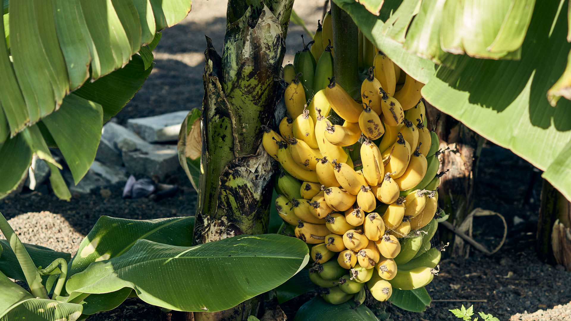 Cacho de bananas pendurado numa bananeira.