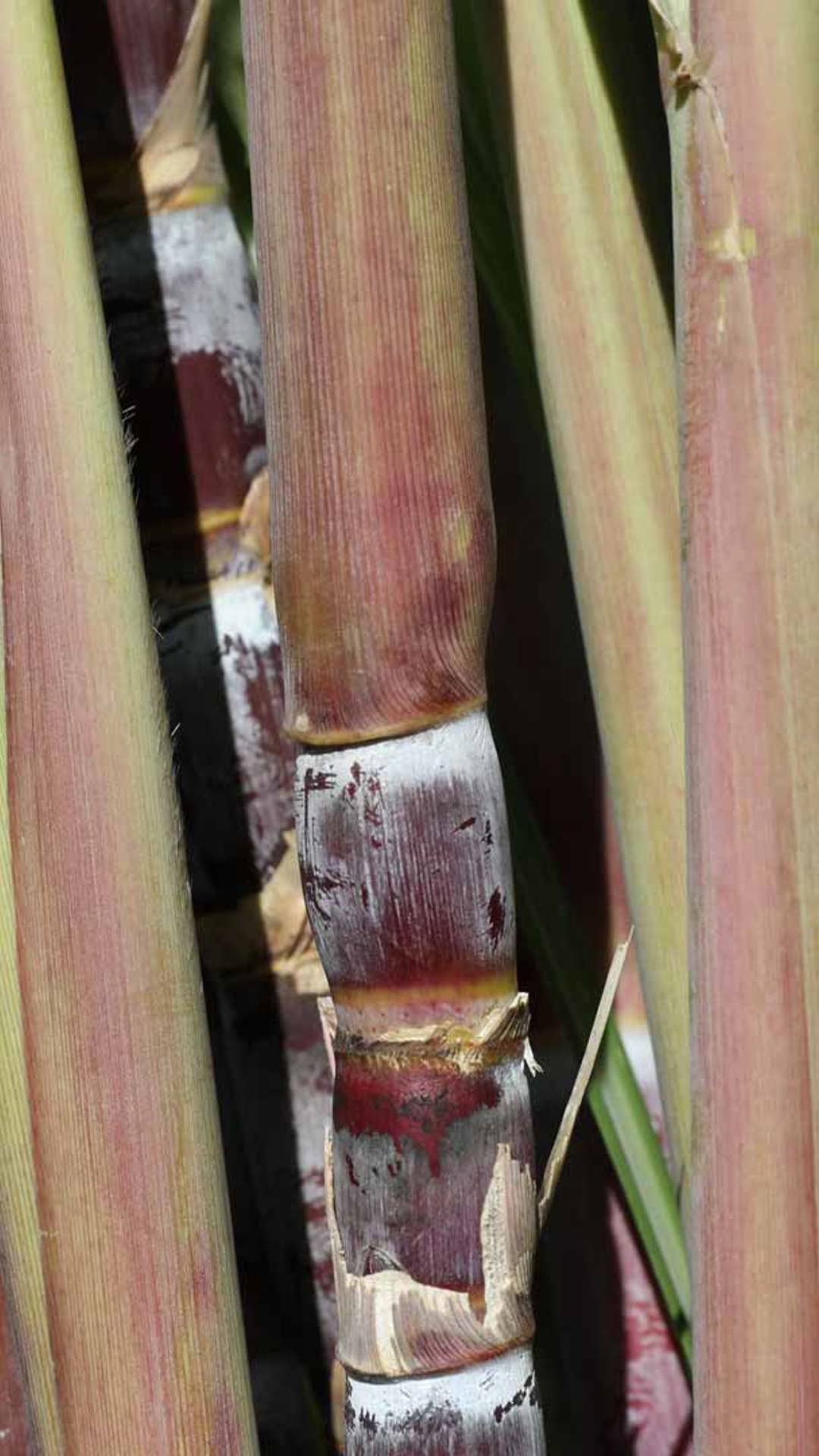 Close-up of sugarcane grown on the island of Madeira.