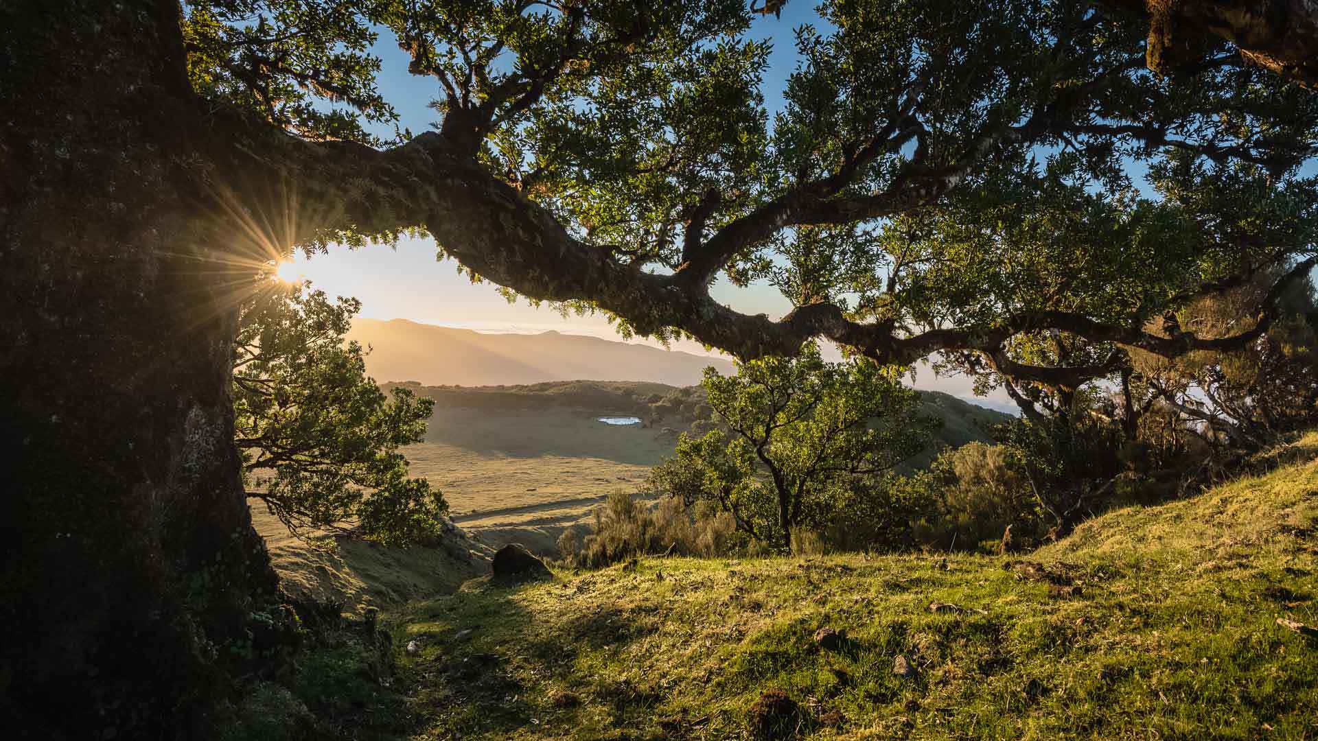Sonnenstrahlen, die durch Bäume in einer Naturlandschaft auf Madeira scheinen.