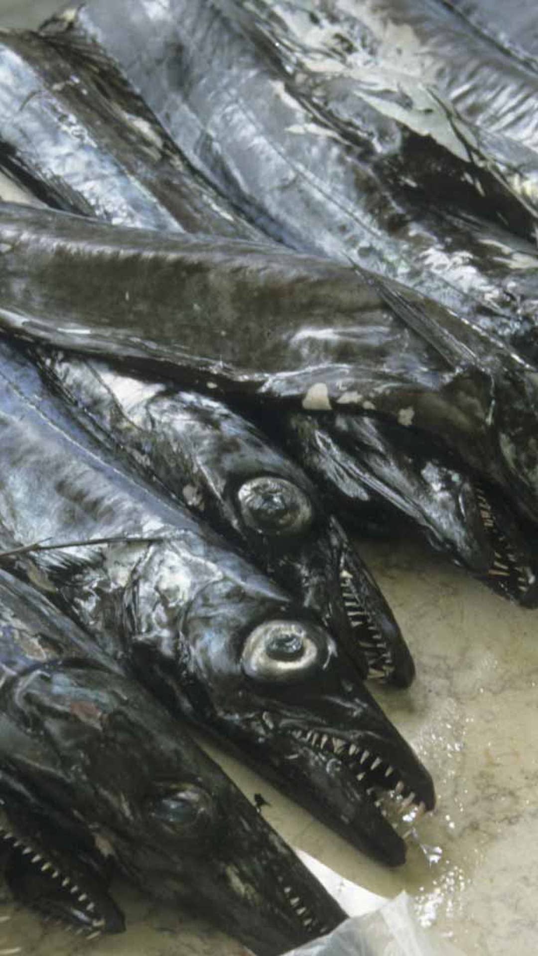 mercado dos lavradores 16